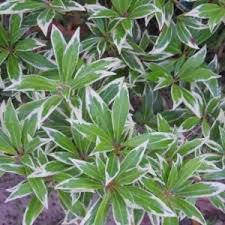 Image result for Pieris japonský obrázek