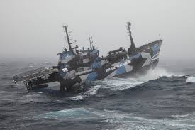 Sea Shepherd Global Sea Shepherd Adventure Aesthetic Beyond The Sea