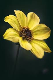 Look Up By Robert Fawcett Flowers Black Background Flower Aesthetic Amazing Flowers