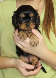 Elevage De La Maison Du Ryez Photos Facebook