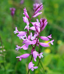 Image result for Polygala marensis