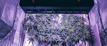 Deciding which light to put on your 4×8 grow tent, can be a pretty tough choice to make. How To Build A Diy Cannabis Grow Tent On A Budget Cannaconnection Com