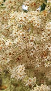 Image result for Buddleja saligna