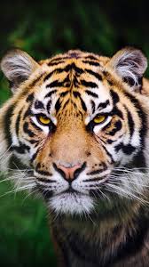 Ika roman ikaroman on pinterest. Iphone Harimau Wallpapers Wallpaper Cave