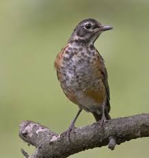 We did not find results for: Our American Robin Life And Wildlife Along The Little Buffalo River