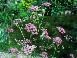 Image result for Pimpinella ledermannii