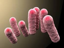 Image result for Enterobacteriaceae