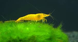 Yellow Shrimp Keeping Shrimp Tank Cherry Shrimp Live Aquarium Fish