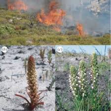 Image result for Platycaulos mahonii