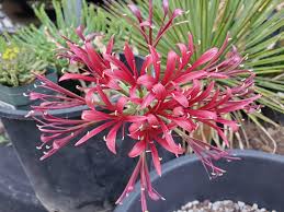 Image result for Ammocharis coranica
