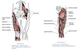 Others move down the thigh to the knee (abductors, adductors, quadriceps, hamstrings). Muscles That Move The Leg