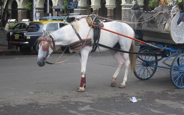 Two years after ban, sight of Victoria horses irks Bombay high court - India Today