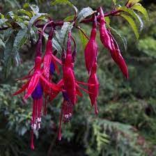 epingle sur jardin