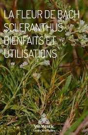 La Fleur De Bach Scleranthus Bienfaits Et Utilisations Wemystic France Fleurs De Bach Bach Fleurs