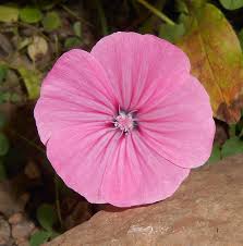 Image result for Geraniaceae