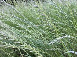 Image result for Lolium multiflorum