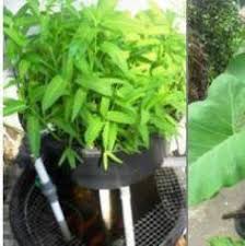 Mamanabee Aquaponik Jogja Home Facebook