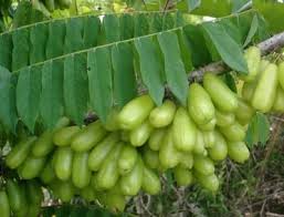 Pin On Caribbean Fruits And Veg