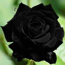 Deep Dark Black Rose Black Rose Flower Dark Flowers Black Flowers