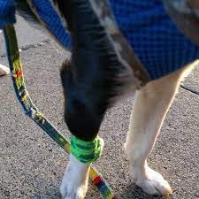 Marina pet hospital san diego. Marina Pet Hospital Marina District 2024 Lombard St