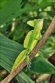 The Plumed Basilisk A Throw Back To The Jurassic Era To My Understanding This Is The Only Reptile That Has Fins Sails Lizard Animals Beautiful Animals Wild