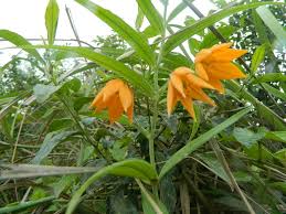 Image result for Littonia