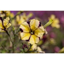 Image result for foto petúnie