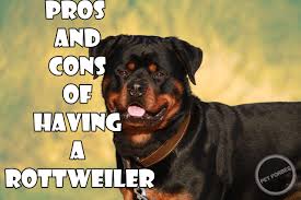 Check spelling or type a new query. Top 20 Pros And Cons Of Having A Rottweiler As Your Pet Dog