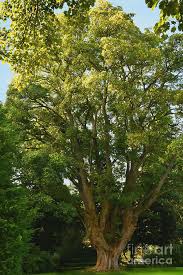 Impressive tree pictures collection of impressive tree images Sycamore Tree Acer Pseudoplatanus Photograph By Yvonne Johnstone