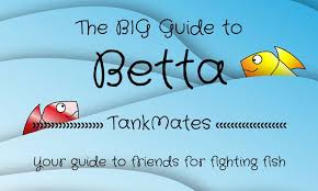 The Big Betta Fish Tankmate Guide Bettafishy Com Betta Fish Tank Betta Betta Fish
