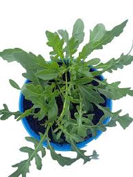 Image result for Diplotaxis tenuifolia