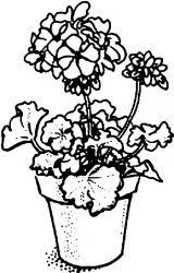Planse de colorat cu flori de colorat p01 9581 vizite 342 voturi. Barter Shame Frank Poze Cu Plante In Creion Whisksandwit Com