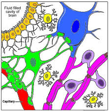 Animal cell coloring key biology corner. Nerve Cells Coloring Key