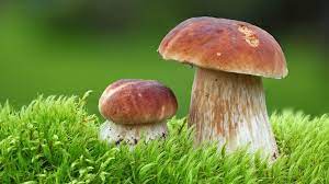Gerne könnt ihr auch ein pilzucht kurs von pilzgartenkurse über uns buchen. 250 Gramm Pilze Sind Ungefahrlich Wenn Es Speisepilze Sind Mdr De