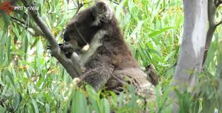 Koala bear animals without hair. What Purpose Do Koalas Serve Koalas Honeyeaters Echidna Walkabout