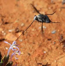 Image result for Lessertia macrostachya