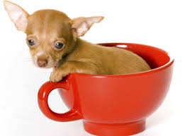 Check spelling or type a new query. Teacup Chihuahua Training Learn All About Training Teacup Chihuahuas Taking Care Of Them