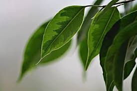 Image result for Ficus benjamina