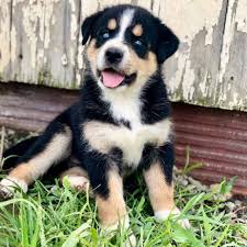 Bernese mountain dog mix short hair. Husky Bernese Mountain Dog Mix Facts