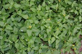 Image result for Synedrella nodiflora