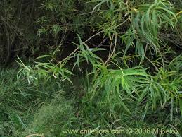 Image result for Senecio viminalis