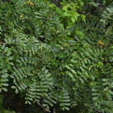 Image result for Albizia brevifolia
