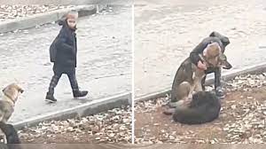 Little Boy Stops To Hug Stray Dogs On The Way To School & Touches People's  Hearts With His Kindness