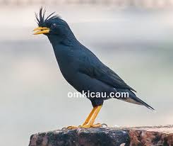 Maybe you would like to learn more about one of these? Cara Merawat Burung Jalak Jambul Thailand Agar Rajin Bunyi Om Kicau