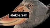 الساحة الإخبارية