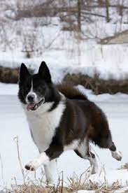 Karelian Bear Dog Karelian Bear Dog Bear Dog Dog Breeds