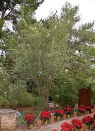 Call or text amy britt realtor, coldwell. Ufei Selectree A Tree Selection Guide