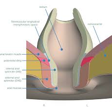 Most often, the action of a sphincter is to regulate the passage of some type of fluid, such as bile, urine, or fecal matter. Sphincter Injury Chapter 13 Obstetric Interventions