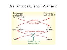 Download scientific diagram | pharmacology and mechanism of action of warfarin from publication: Warfarin Mechanism Of Action Zerat