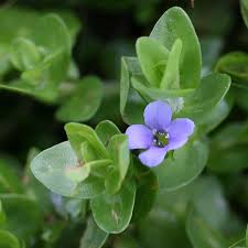 Image result for Bacopa